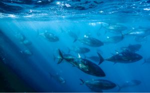 世界初クロマグロの完全養殖の達成