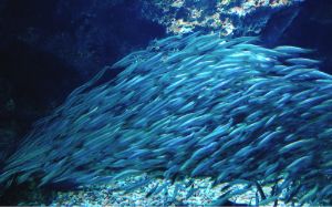 魚が消えていく本当の理由